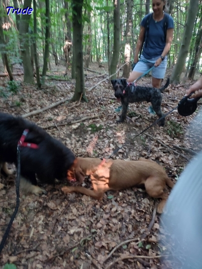 24.6.2025 - Howard, Kabala und Herkules